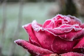frozen burgundy rose
