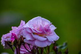 pink Nature Flowers at Spring