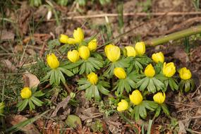 yellow Winter rose, hellebore in bloom