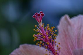 macro photo of long stamens of a flower