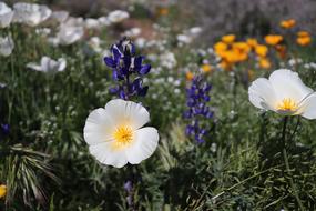 wonderful Wildflowers Desert