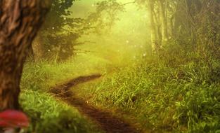 clipart of the photo paths in a foggy forest