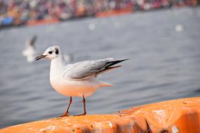 white Seagull with grey wings on stone at Sea