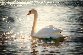 unusually beautiful Swan Water