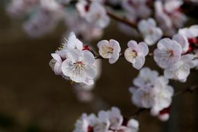 attractive Flowers