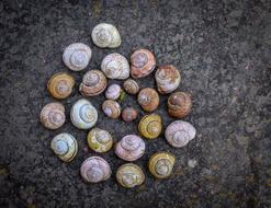 colorful Snail Shell Shape