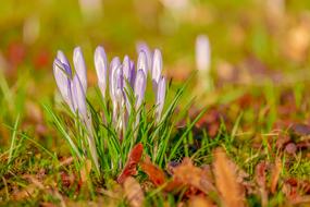 buds of crocuses in grass