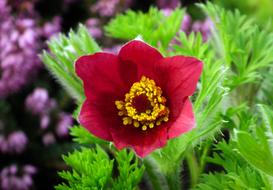 attractive Sasanka Flower Spring