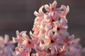 attractive Harbinger Of Spring