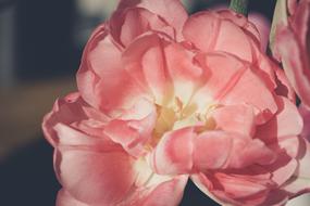 excellent Bloom Petals