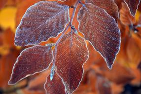 amazing Leaves Fall