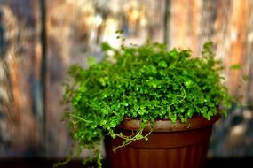 Plant Angel green