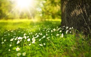 Beautiful green meadow with white flowers among the trees in light