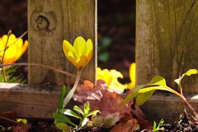 Yellow Crocuses near Wooden Fence