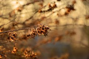 attractive Seeds Flowers
