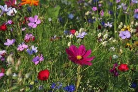 landscape of colorful cosmos flowers on meadow