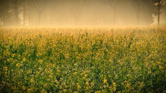 unusually beautiful Sunrise Fog