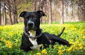 Dog at Spring Nature