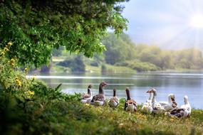 flock of the wild geese on the shore