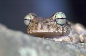 macro view of Frog in South America