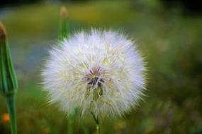 fluffy soft dandelion