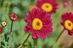 splendid Garden Flowers