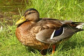 brown duck on green grass on a sunny day