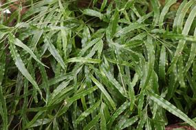 Background Green leaves