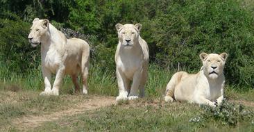 three white lions in their natural environment