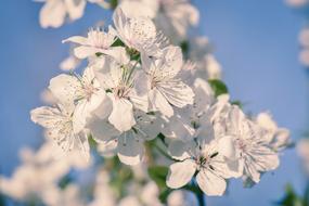 Cherry tree Blossoms at sky close up