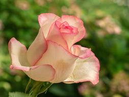 white-pink rose bud, close-up