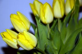 Tulips, Yellow flowers at blue background