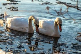 excellent Swans Water