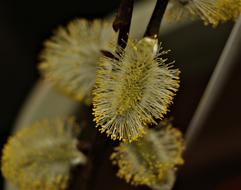 blooming willow close-up on a blurred background
