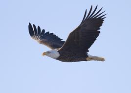 enchanting Eagle Bald Flying