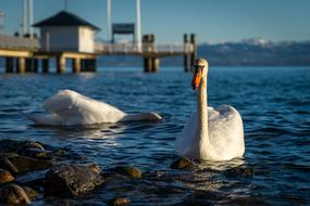 Swan Animals Bird on Lake
