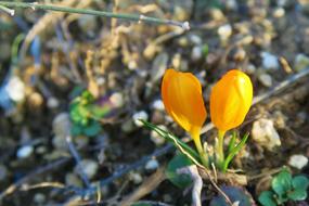 orange Crocus Flowers