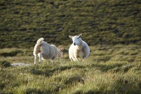 two Sheep on pasture, uk, Scotland