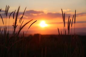 Sun setting between grasses, summer Evening