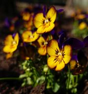 enchanting Pansy Spring Garden