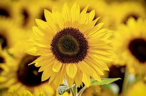 amazing yellow Sunflower