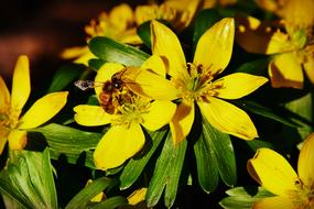 incredible Winter Aconite Flower