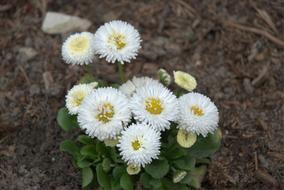 enchanting Daisy White Yellow