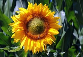 photo of a bright sunflower in the garden