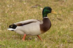 enchanting Duck Teal Wild
