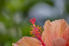 incredible Nature Plant