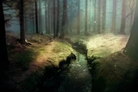 Fantasy Forest