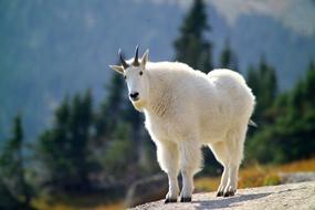 white Mountain Goat stands on Peak Looking straight