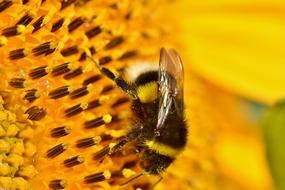 incredible Hummel Insect Blossom