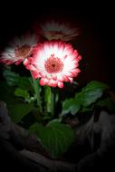 white-pink blooming daisy